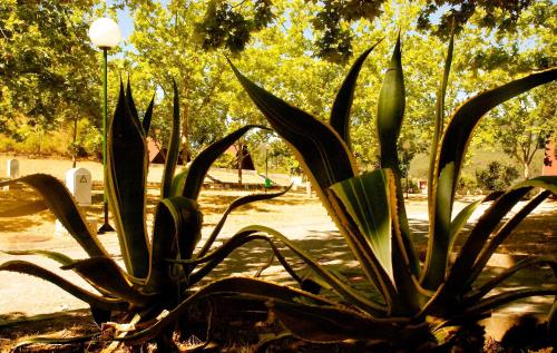 Taman di luar Góis Camping