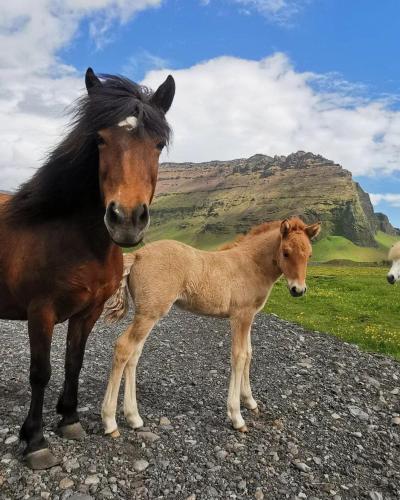 a horse and a baby horse standing on a gravel road at Boutique Hotel Anna by EJ Hotels in Holt