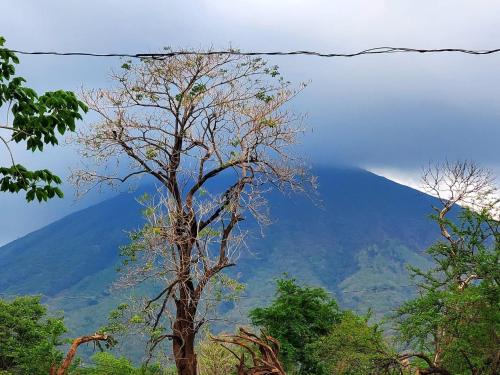 a tree in the foreground with a mountain in the background at Vacacional Abril in Juayúa