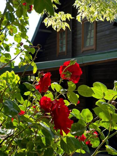 a group of red roses in front of a house at Dom Na Wzgórzu 479, The House on the hill in Sułkowice