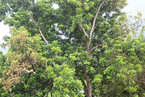 a group of trees with branches and leaves at Emmanuel in Sainte-Rose
