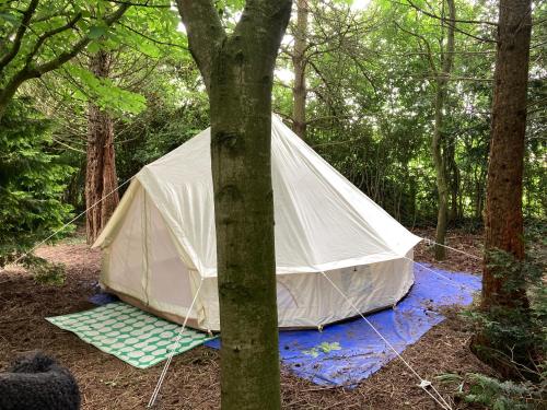 une tente blanche au milieu d'une forêt dans l'établissement WoodLands Basic Bell Tent 2, à Grantham