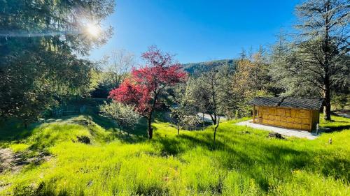 a wooden cabin in a field with a tree at Suite Bambou Bien-être à Bali - Le soleil des Cévennes in Saint-Jean-du-Gard
