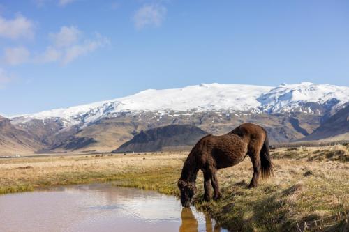 un caballo marrón bebiendo agua de un arroyo en Umi Hotel en Skogar