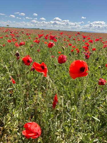 a field of red poppies in a field at Zofia appartements - Duplex avec terrasse #2 in Moustiers-Sainte-Marie