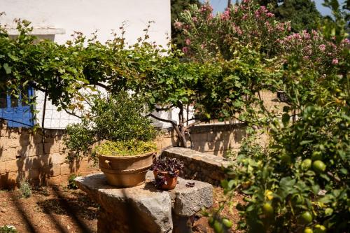 a garden with trees and potted plants at Artemisa House in Agia Roumeli