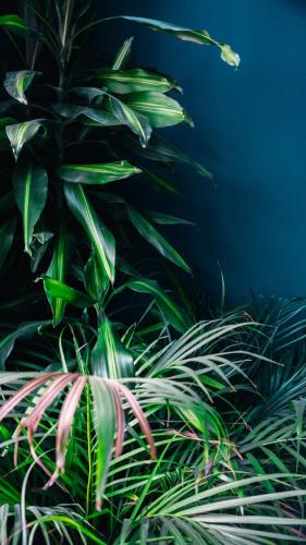 a plant with green leaves next to a wall at Nordic Hostel in Reykjavík