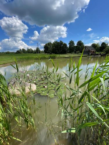 a field of water with plants in the foreground at Gintaro pirtelė in Lazdijai