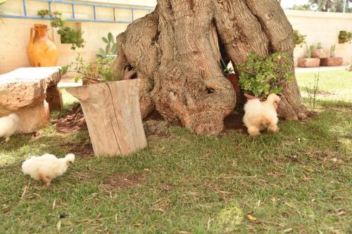 two baby lambs standing next to a tree at Villa Luis in Fasano
