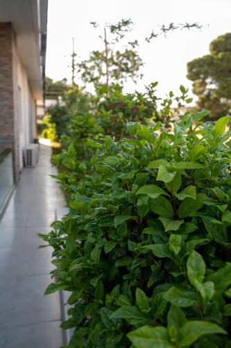 a row of green plants next to a building at Finikas Suites & Apartments Airport By Airstay in Artemida