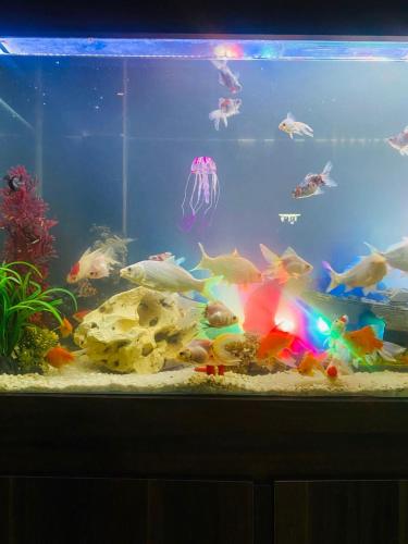 a large aquarium filled with lots of fish at Hostel Anprado 1 in Guarulhos