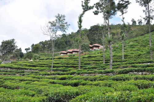 a large tea plantation on a hill with houses at Hanging Huts Resorts in Kotagiri