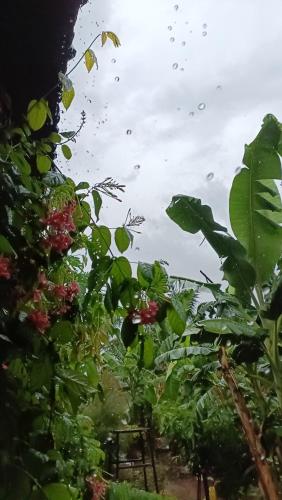 a bunch of green plants with raindrops on them at Mowgli's Cafe Hampi & Guest House in Hampi