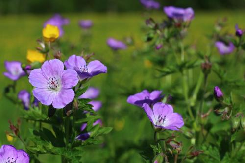Bio-Bauernhof Vordergrubenbach - Familie Oberascherにある庭