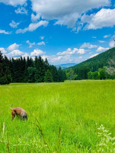 a dog grazing in a field of tall grass at GÓRSKA CISZA - Duży, komfortowy, wyjątkowy Apartament in Stronie Śląskie