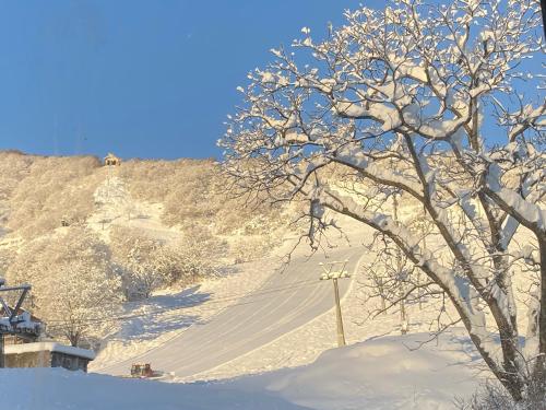 a snow covered hill with a tree and a ski lift at ロッヂノエル in Seki