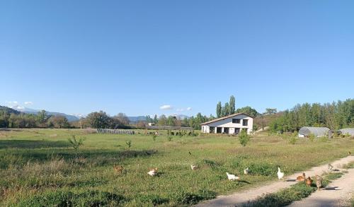 a group of chickens in a field with a house at Casas Natura Suites - Finca Rural in Graus