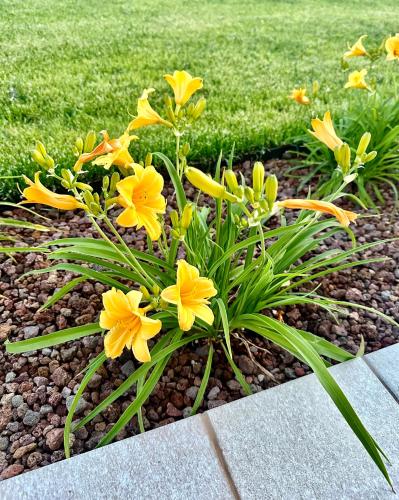 a bunch of yellow flowers in a garden at Appartamento a Quarto D Altino - La Rosa del Sile in Quarto dʼAltino