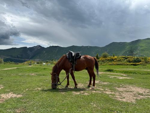 a brown horse grazing in a field of grass at Gogi Resort in Gudauri