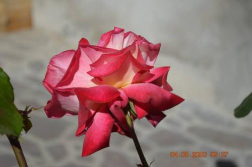 a pink rose is growing on a plant at Villa Dacia in Guiglia