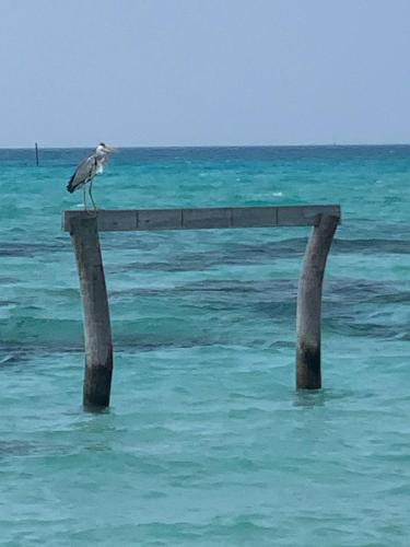 a bird sitting on a post in the water at Seabreeze View - Huraa Island in Huraa