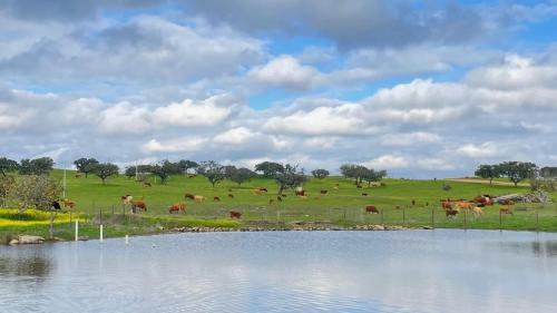 a herd of cows grazing in a field next to a lake at Agro-Turismo Monte da Galega in Mina de São Domingos
