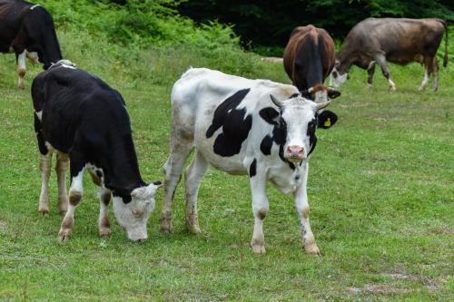 Φωτογραφία από το άλμπουμ του Narköy Ecologic Hotel & Organic Farm σε Κοτζάελι