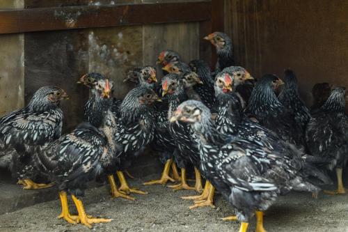 Φωτογραφία από το άλμπουμ του Narköy Ecologic Hotel & Organic Farm σε Κοτζάελι