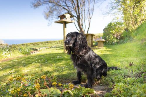 a black dog sitting in the grass next to a bird house at Spectacular Sea View Retreat in Lanteglos