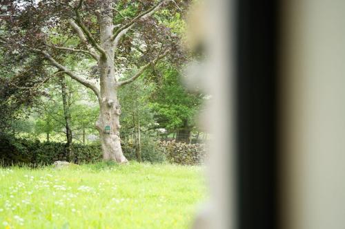 a window view of a tree in a field at Panoramic Views & Spacious Living by LetMeStay in Grasmere