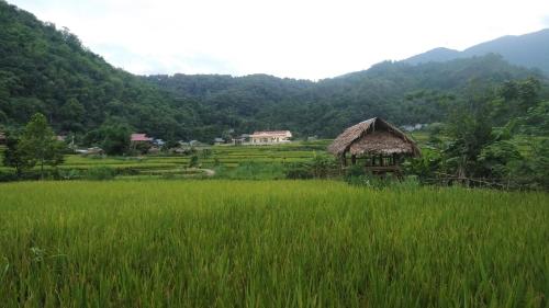 a field of green grass with a hut in the background at Puluong Aroma in Hương Bá Thước