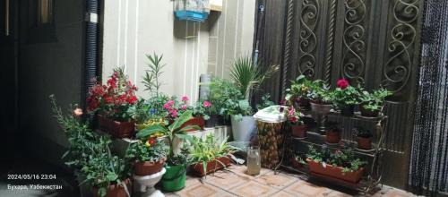 a bunch of potted plants on a window sill at Hotel Guest House GOLDEN DEGREZ in Bukhara