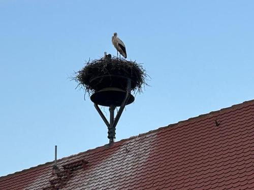 Φωτογραφία από το άλμπουμ του Ferienwohnung am Storchennest σε Untermünkheim