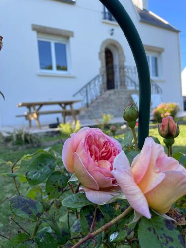 une rose rose dans un jardin devant une maison dans l'établissement Maison proche mer et centre, à Audierne