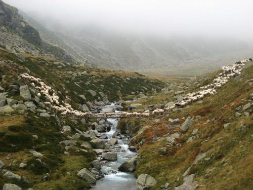 a herd of sheep crossing a mountain river at CHALET A CERESOLE REALE nel Parco Gran Paradiso in Ceresole Reale