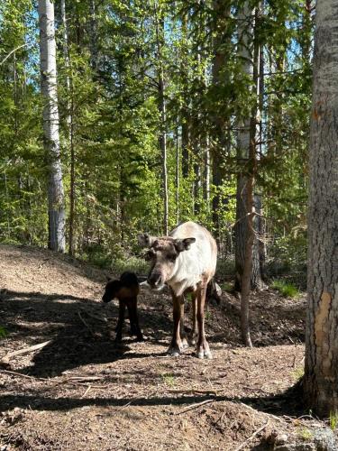 a dog and a dog standing in the woods at Sixty Six Degrees North - Lapland Home & Forest in Överkalix
