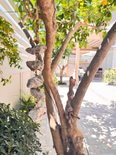 a tree with rocks wrapped around it at Petite Fleur in Preveza
