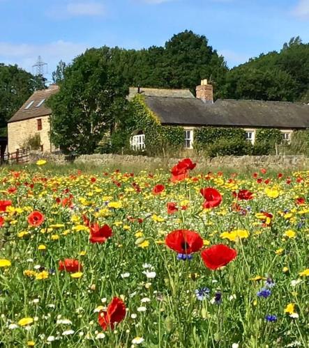 a field of flowers in front of a house at Swallows’ Barn in Durham