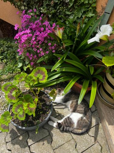 a cat laying on the ground next to some flowers at Boutique Tourist Farm Hrovat in Frankolovo
