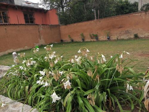 a bush of white flowers in front of a building at Hotel Tierra Maya in San Cristóbal de Las Casas