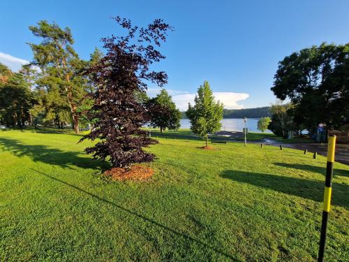 a tree in the middle of a grass field at Chata Vranovská pláž in Štítary