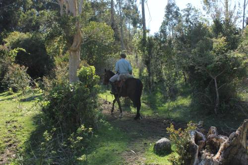 a person riding a horse through a forest at Refugio Pullao in Quilquico