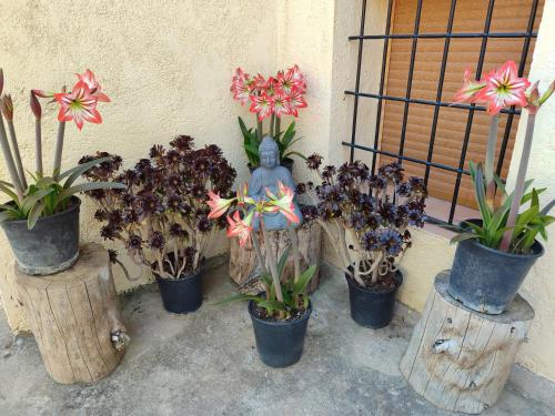 a group of potted plants sitting next to a wall at Vivienda Rural Belén in Pozo Alcón