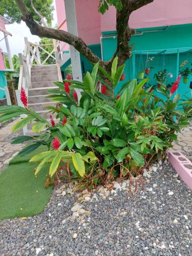 a flower garden in front of a house at Tim Pappies Nature Lodge - Kai's Place in Port Antonio