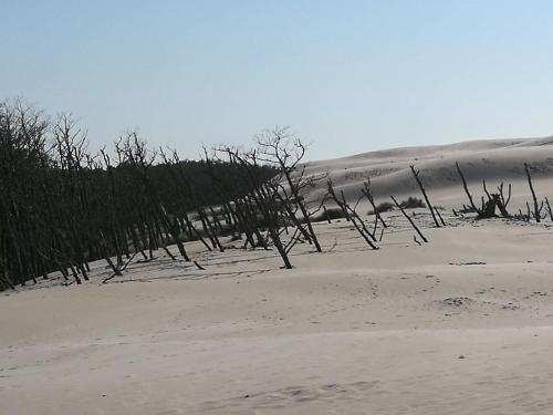 a beach with trees sticking out of the sand at PaVoni Terazze Verdi Łeba in Łeba