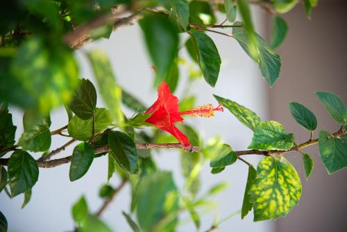 a red flower on a tree branch at Kaiser Luxury Suites in Achílleion