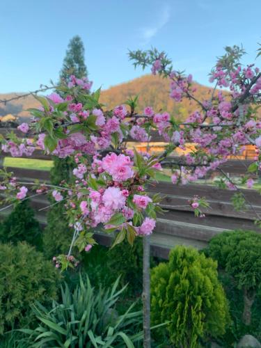 a tree with pink flowers in front of a building at Rimma Шешори з чаном та сауною in Sheshory