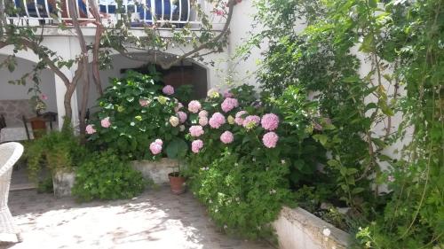 a bunch of pink flowers in a garden at Studio Apartments Kuljiš in Vis