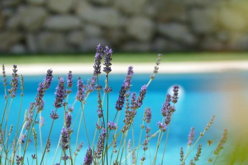 a bunch of purple flowers in front of a pool at Kalpic Suites & Villa in Lozovac