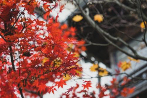 a bunch of red leaves on a tree at Yatsusankan Over 6 years old in Hida
